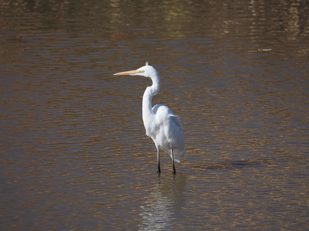 egretthegre - ML646778108