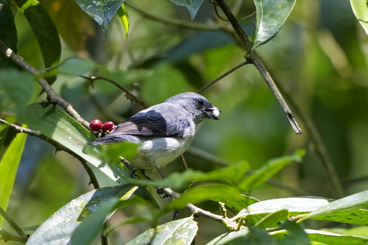 gråtanagar - ML646778109