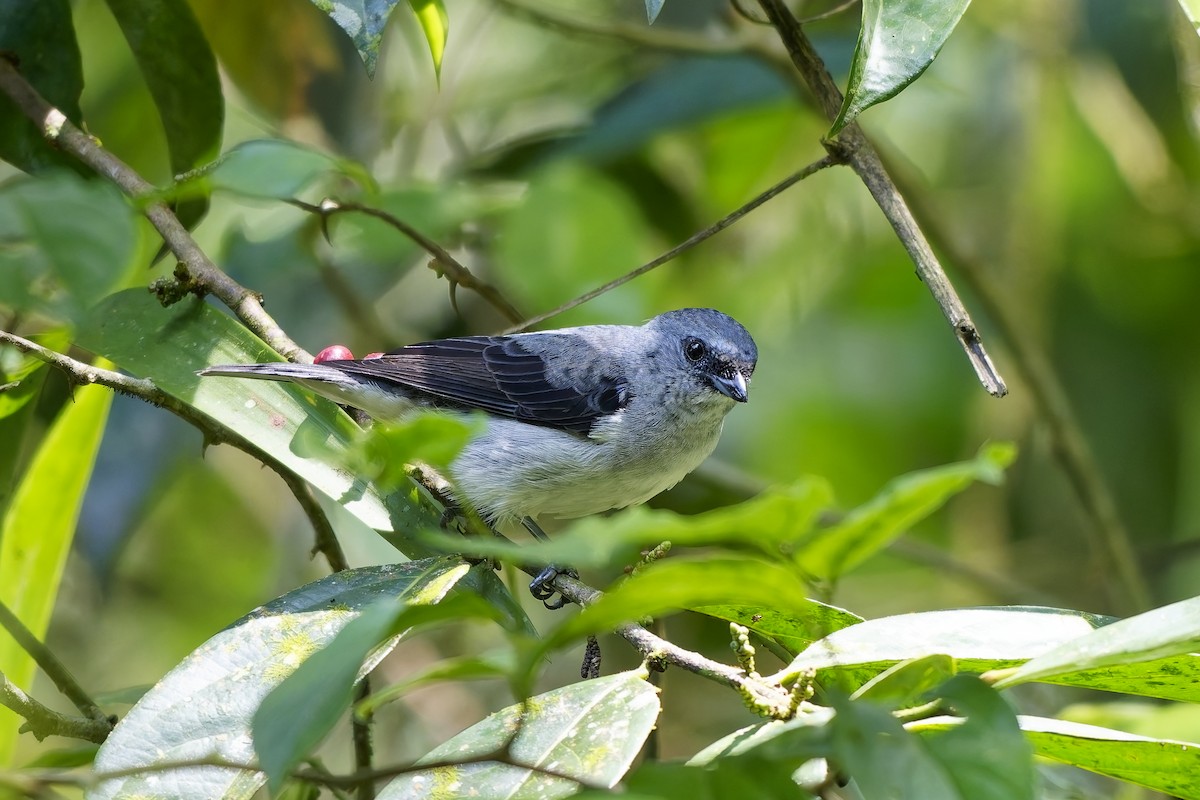 gråtanagar - ML646778110