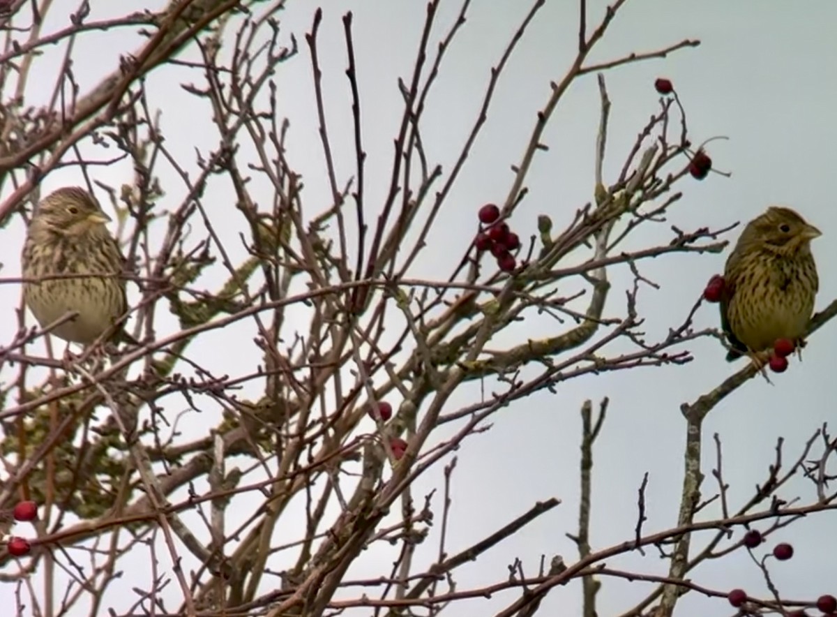 Corn Bunting - ML646778111