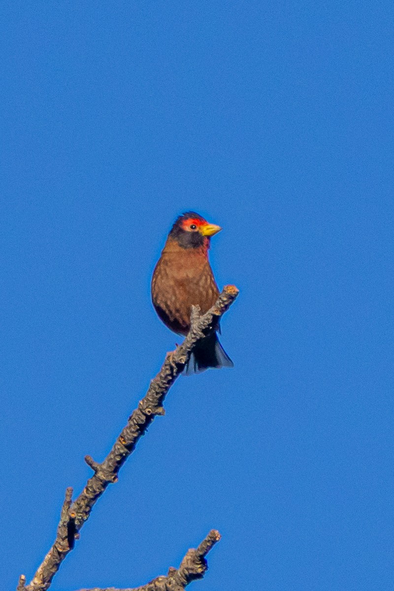 sherpafink - ML646778113