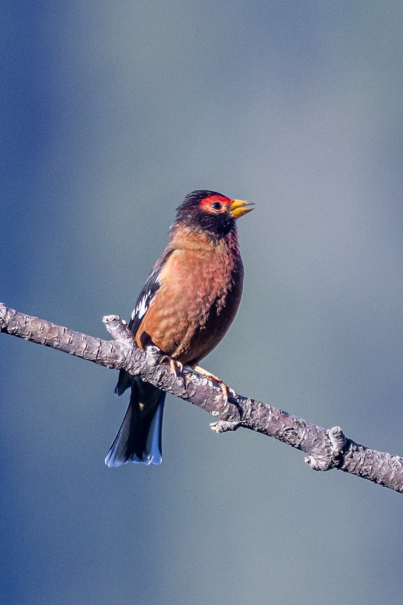 sherpafink - ML646778114