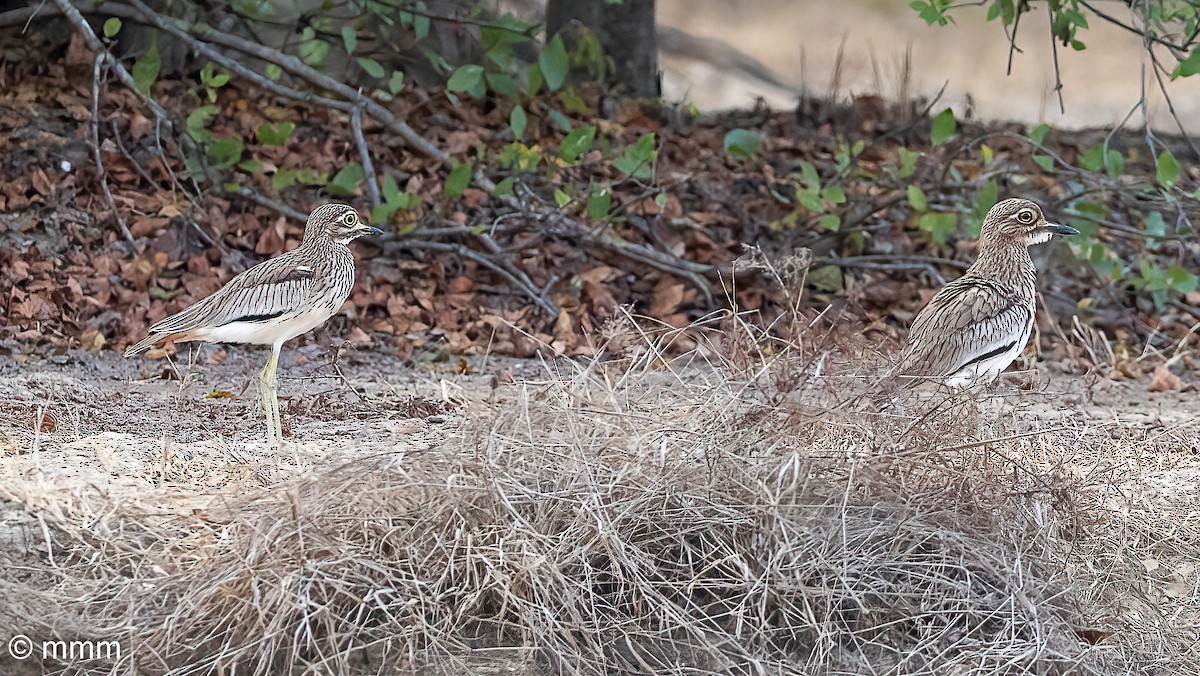 flodtriel - ML646778115