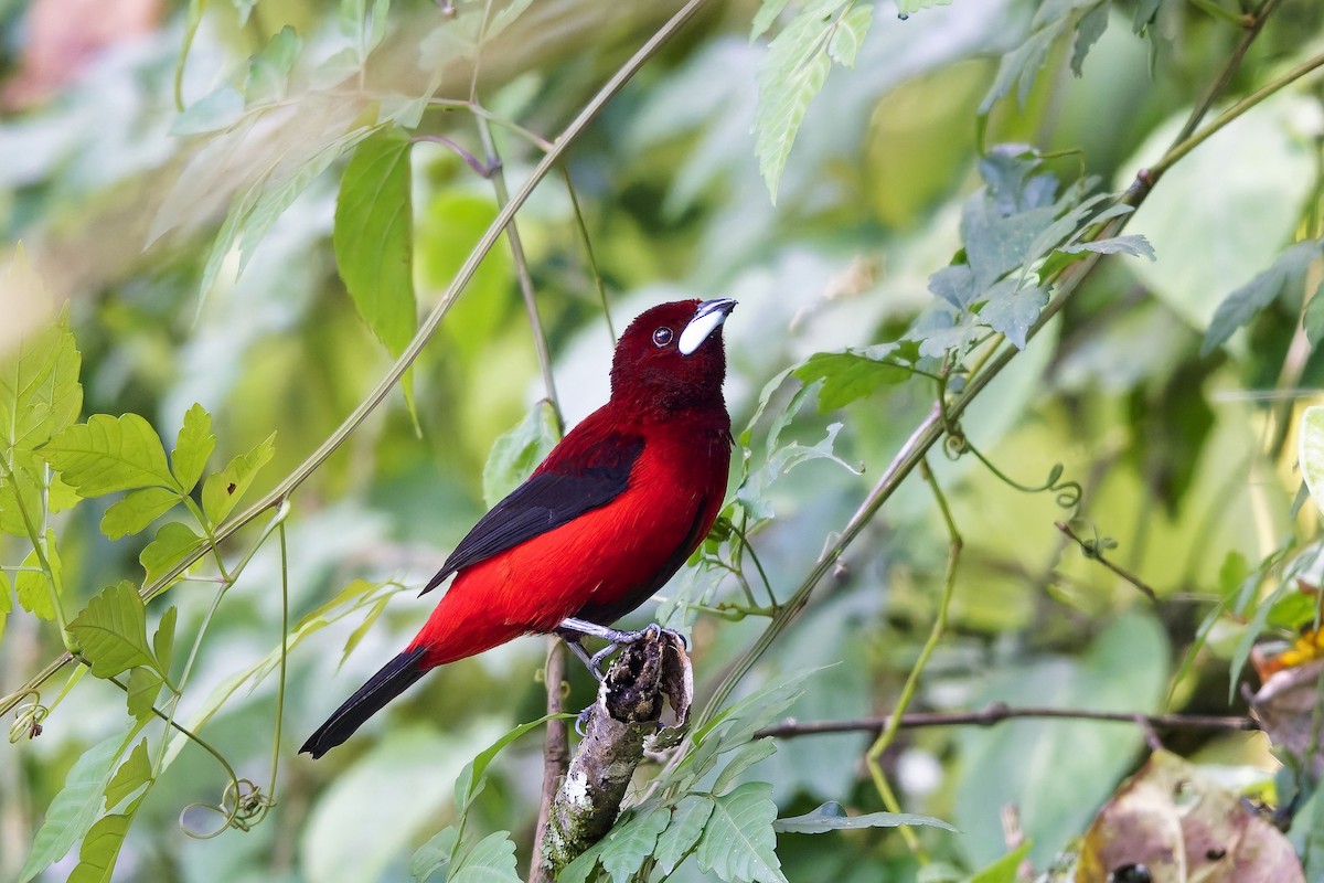 karmingumptanagar - ML646778116