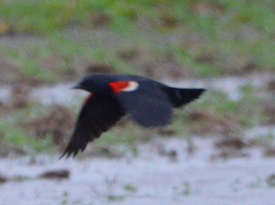 kaliforniatrupial - ML646778117