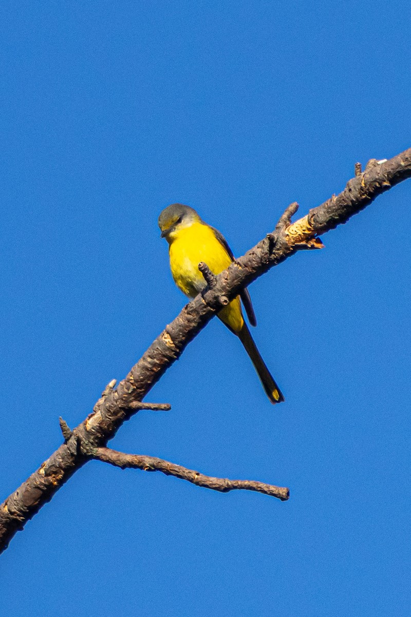 langstjertmønjefugl - ML646778118