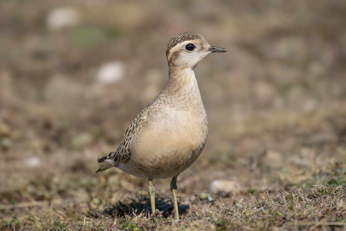 boltit - ML646778119