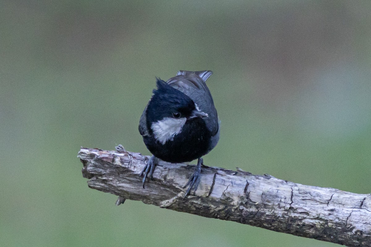 rustflekkmeis - ML646778120