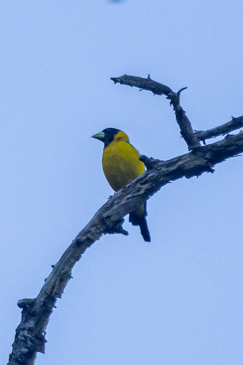 pirolkjernebiter - ML646778121