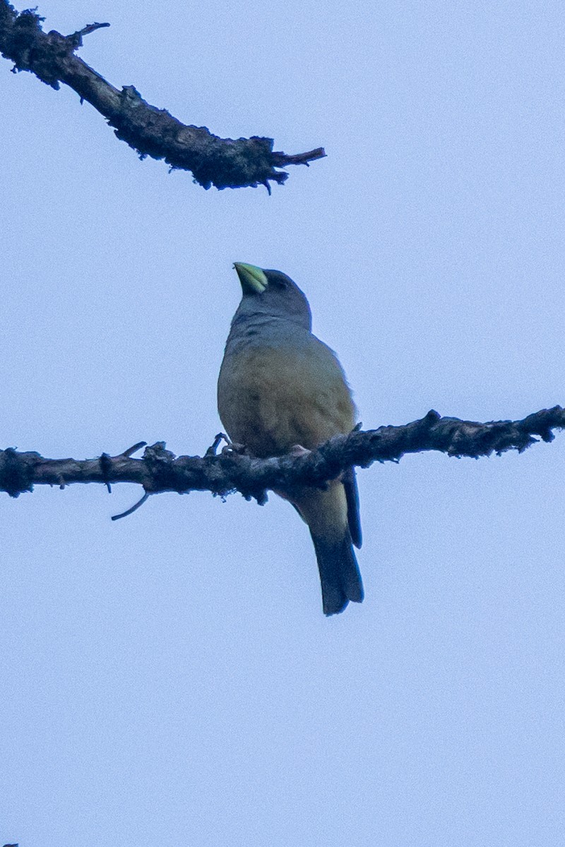 pirolkjernebiter - ML646778122