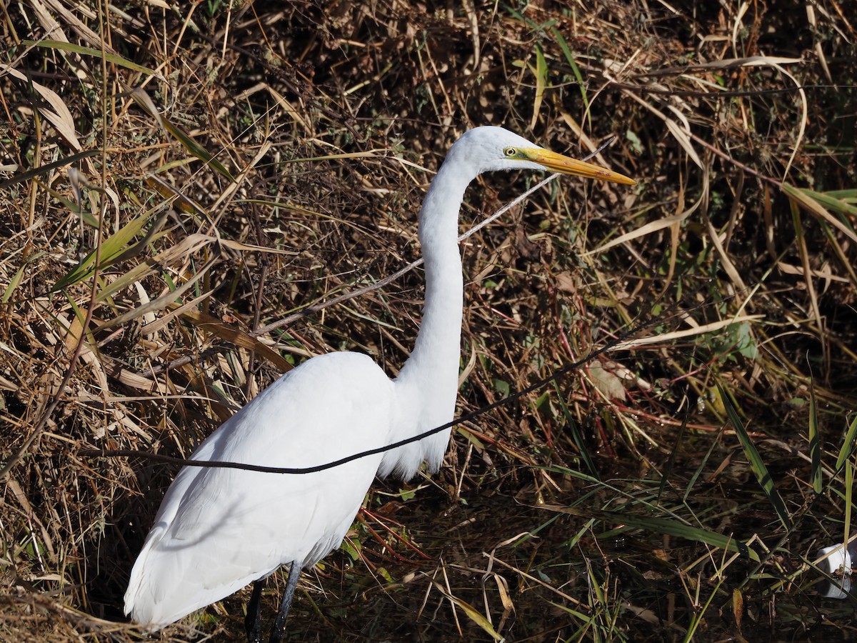 egretthegre - ML646778123