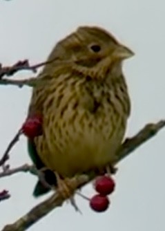 Corn Bunting - ML646778124