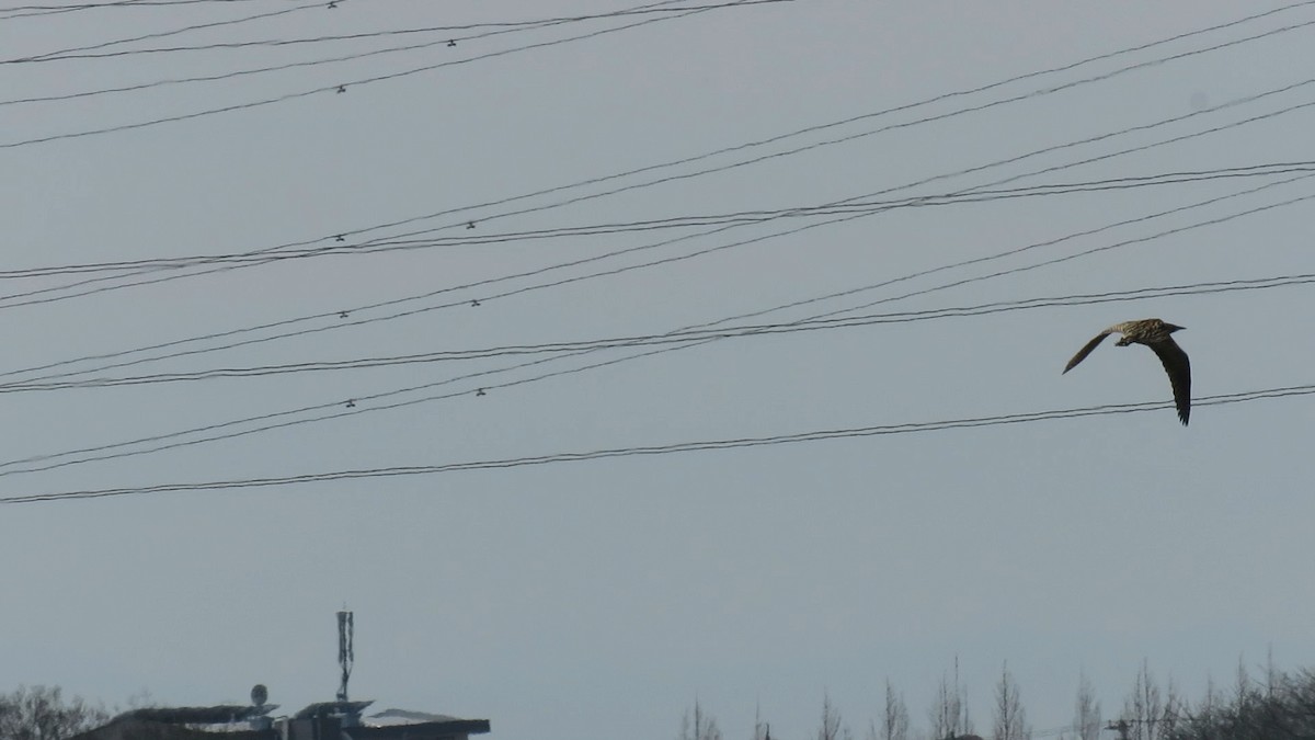 אנפה משורטטת - ML646778125