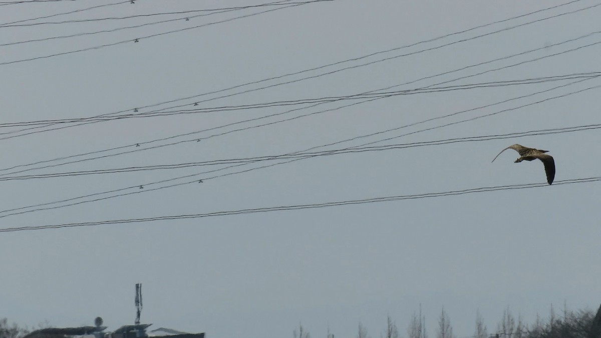 אנפה משורטטת - ML646778126