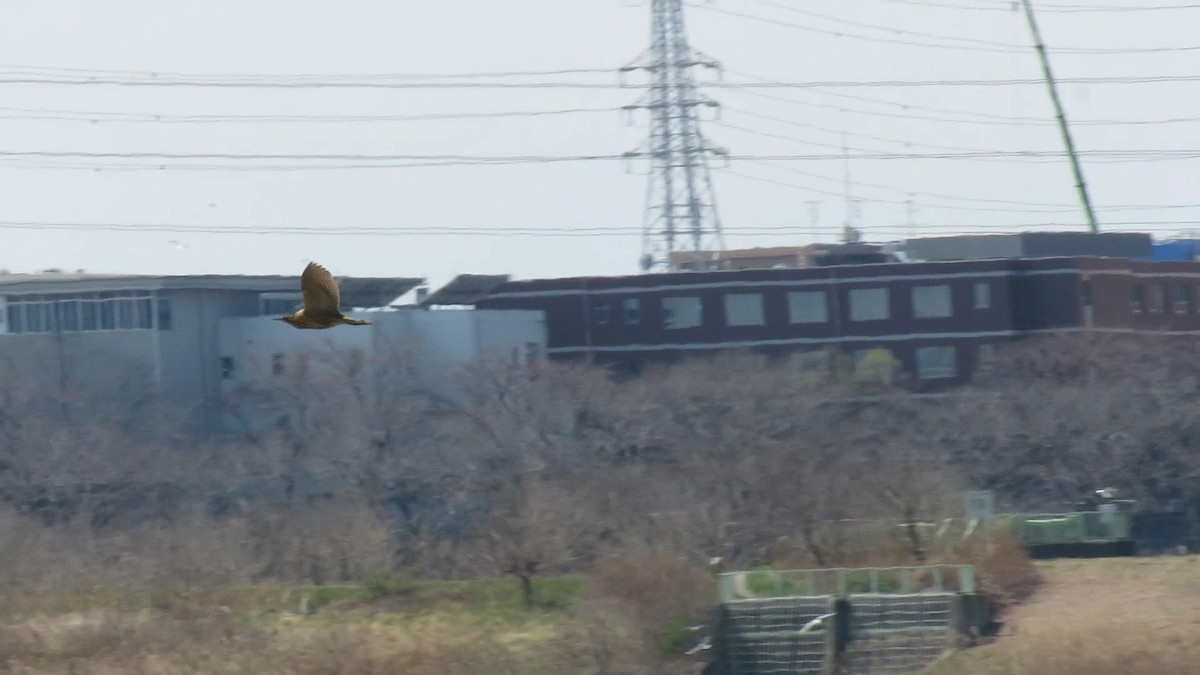 אנפה משורטטת - ML646778127