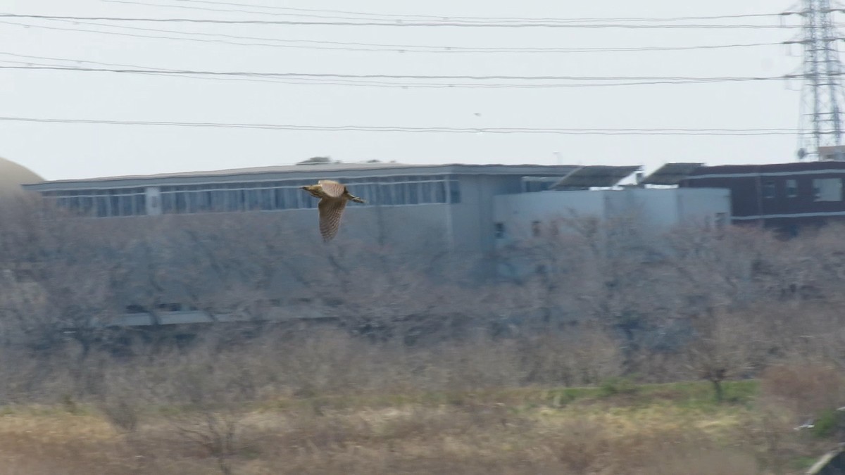 אנפה משורטטת - ML646778128