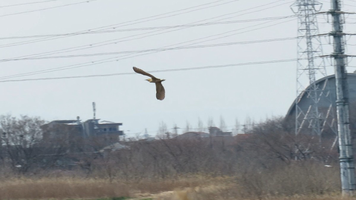 אנפה משורטטת - ML646778129