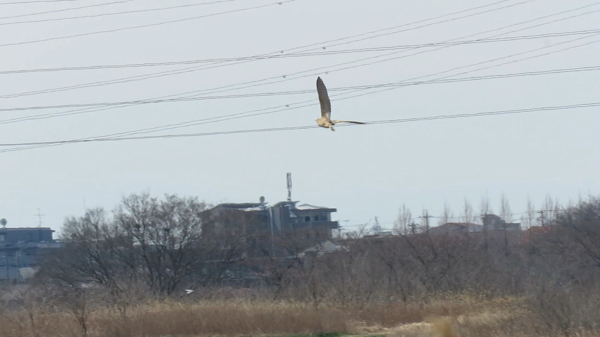 אנפה משורטטת - ML646778130