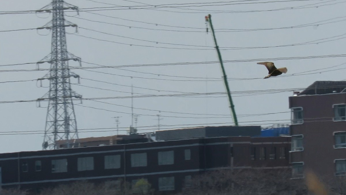 אנפה משורטטת - ML646778131