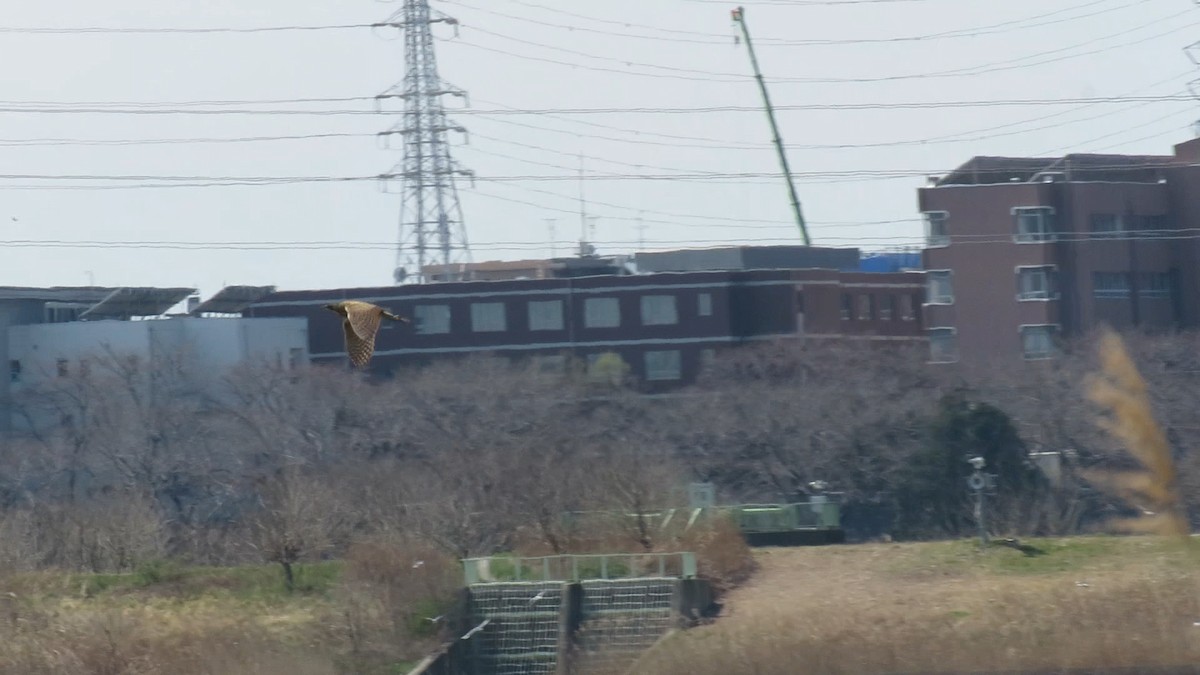 אנפה משורטטת - ML646778132