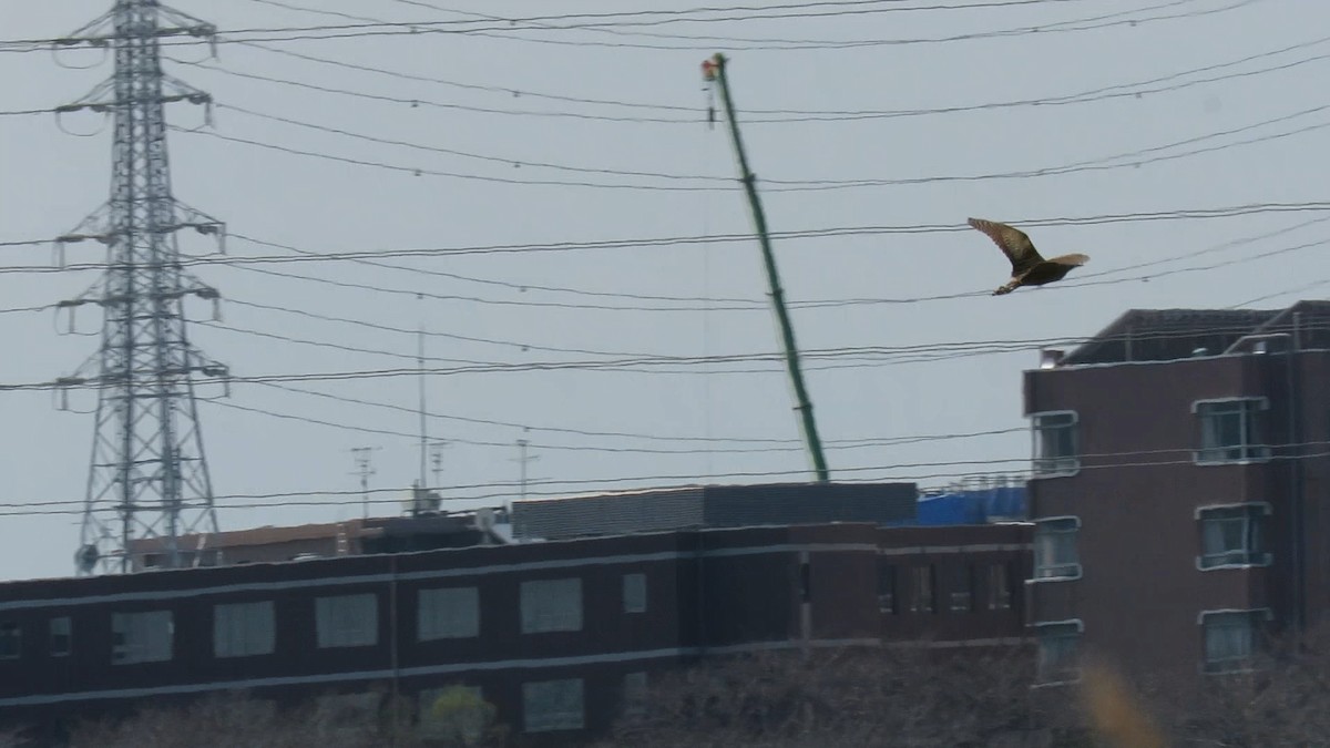 אנפה משורטטת - ML646778133