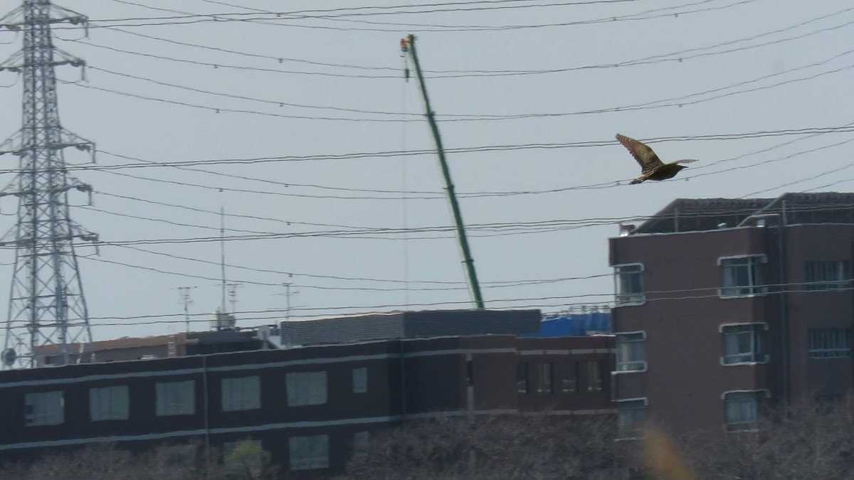 אנפה משורטטת - ML646778134