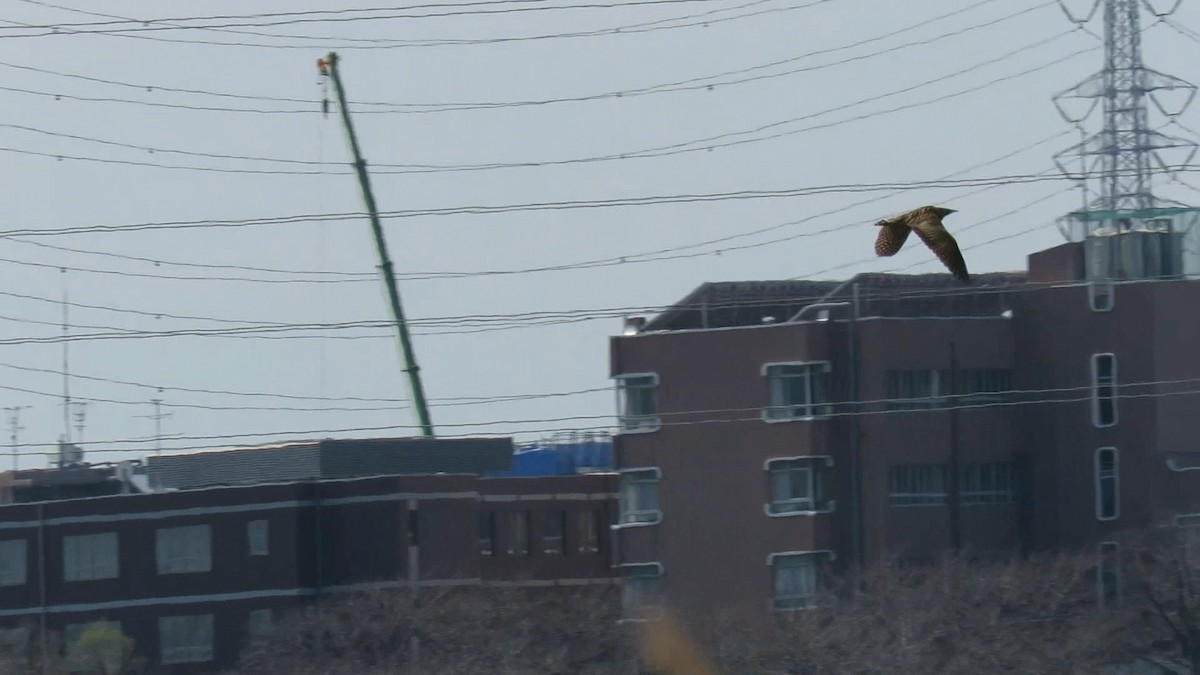 אנפה משורטטת - ML646778135