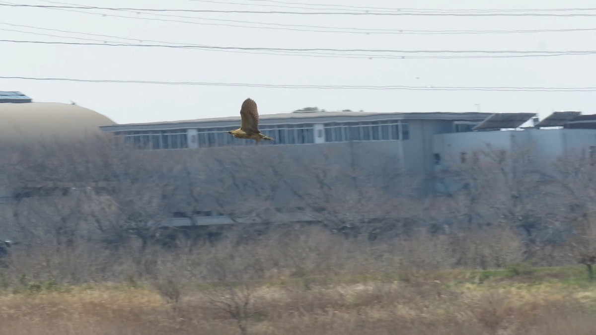 אנפה משורטטת - ML646778136