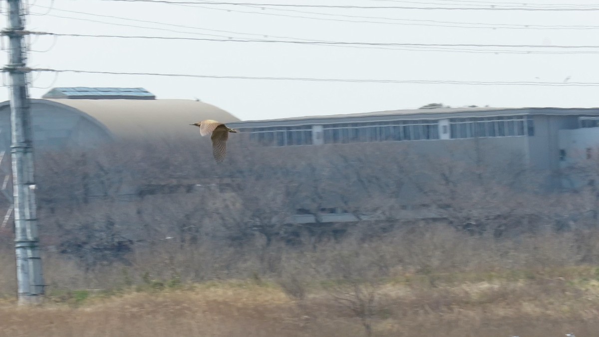 אנפה משורטטת - ML646778137