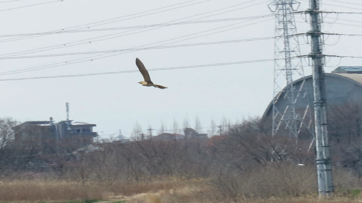 אנפה משורטטת - ML646778138