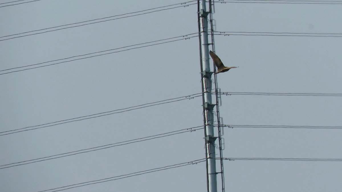 אנפה משורטטת - ML646778139