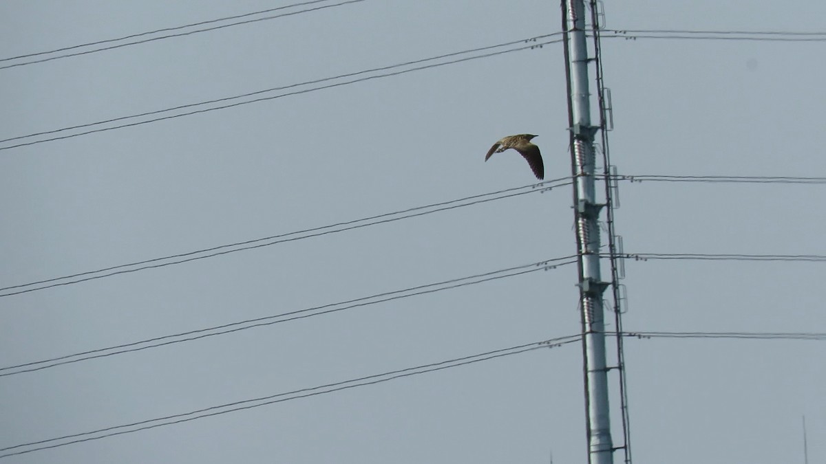 אנפה משורטטת - ML646778140