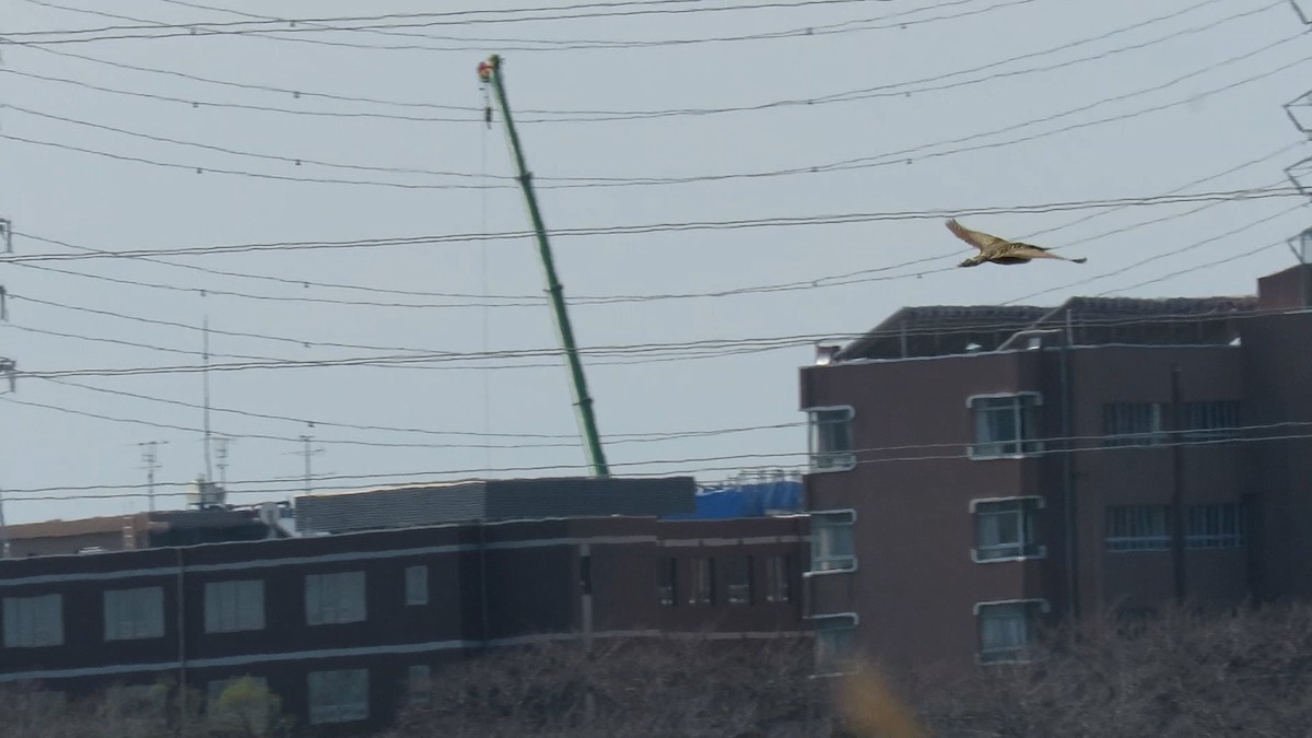 אנפה משורטטת - ML646778141