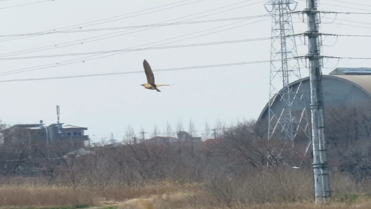אנפה משורטטת - ML646778142