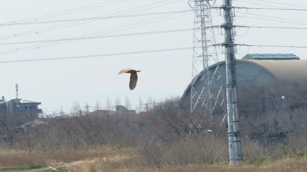 אנפה משורטטת - ML646778143