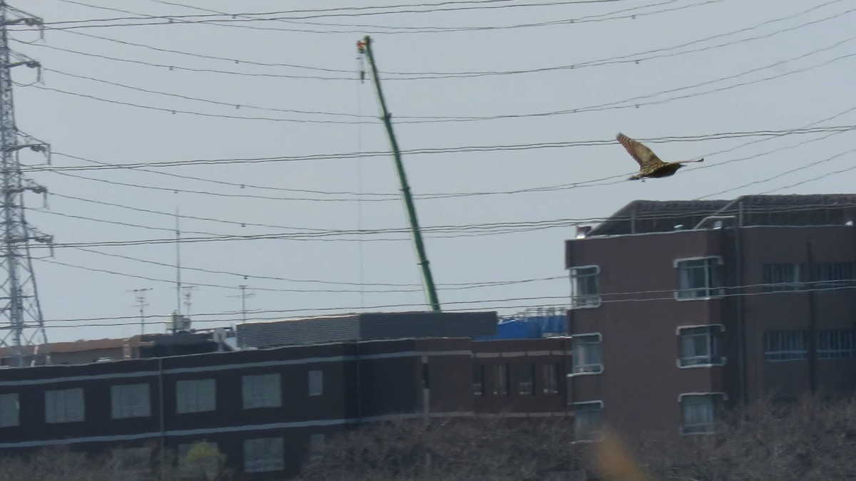 אנפה משורטטת - ML646778144