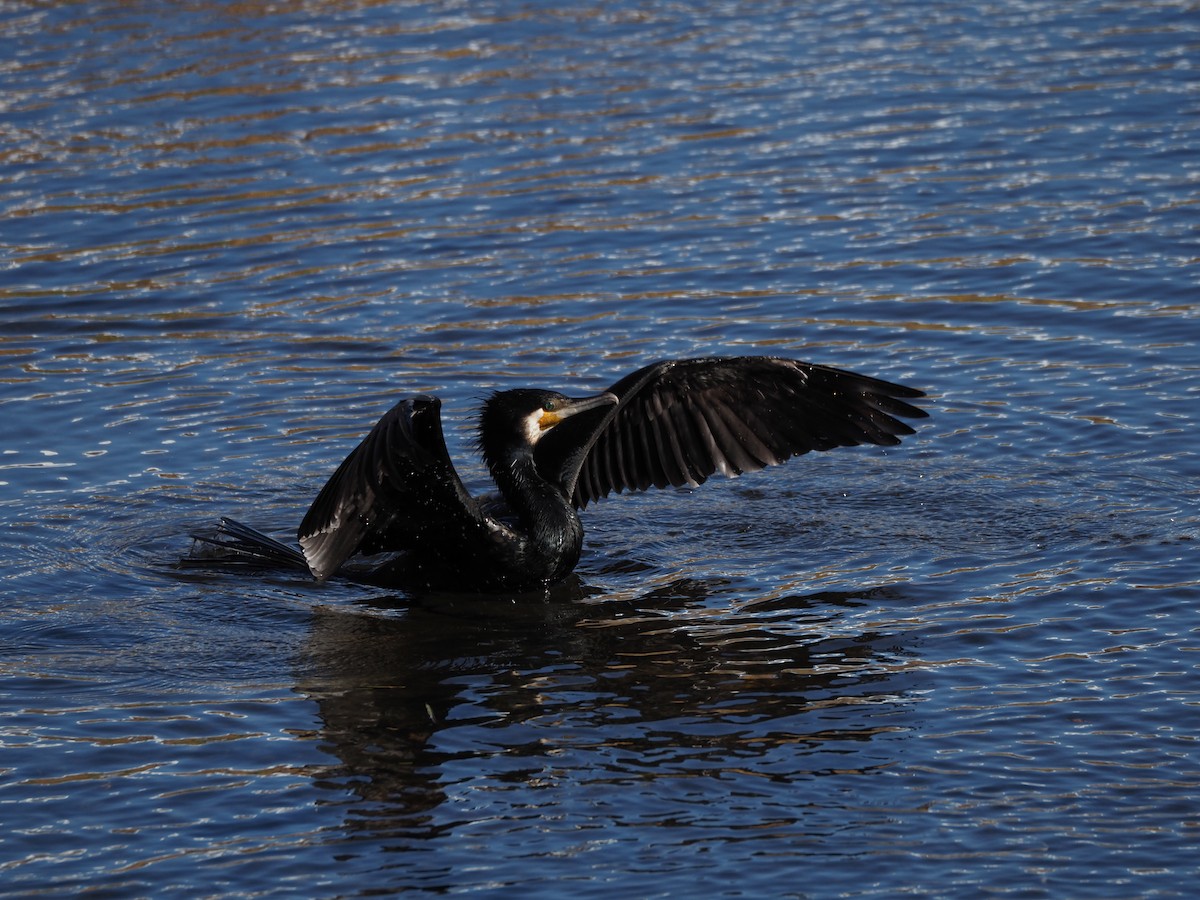 鸕鷀 - ML646778161