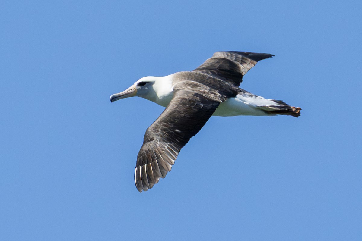 Laysan Albatross - ML646778162