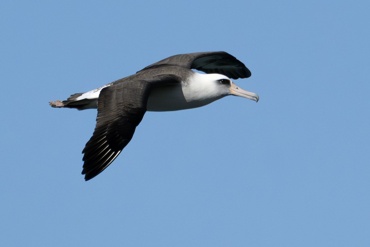 Laysan Albatross - ML646778163