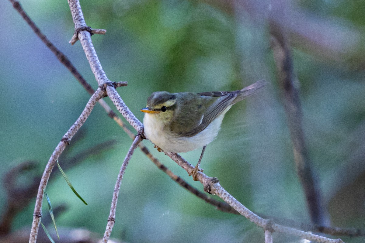 Western Crowned Warbler - ML646778166
