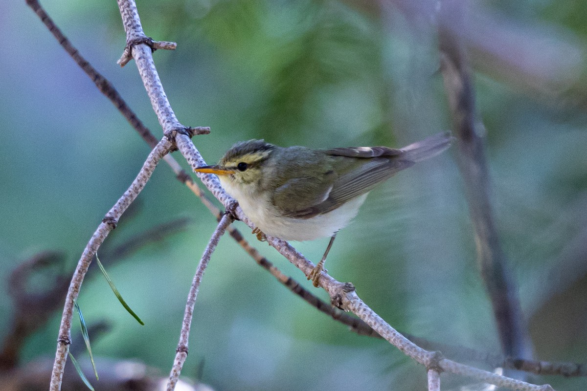 Western Crowned Warbler - ML646778167