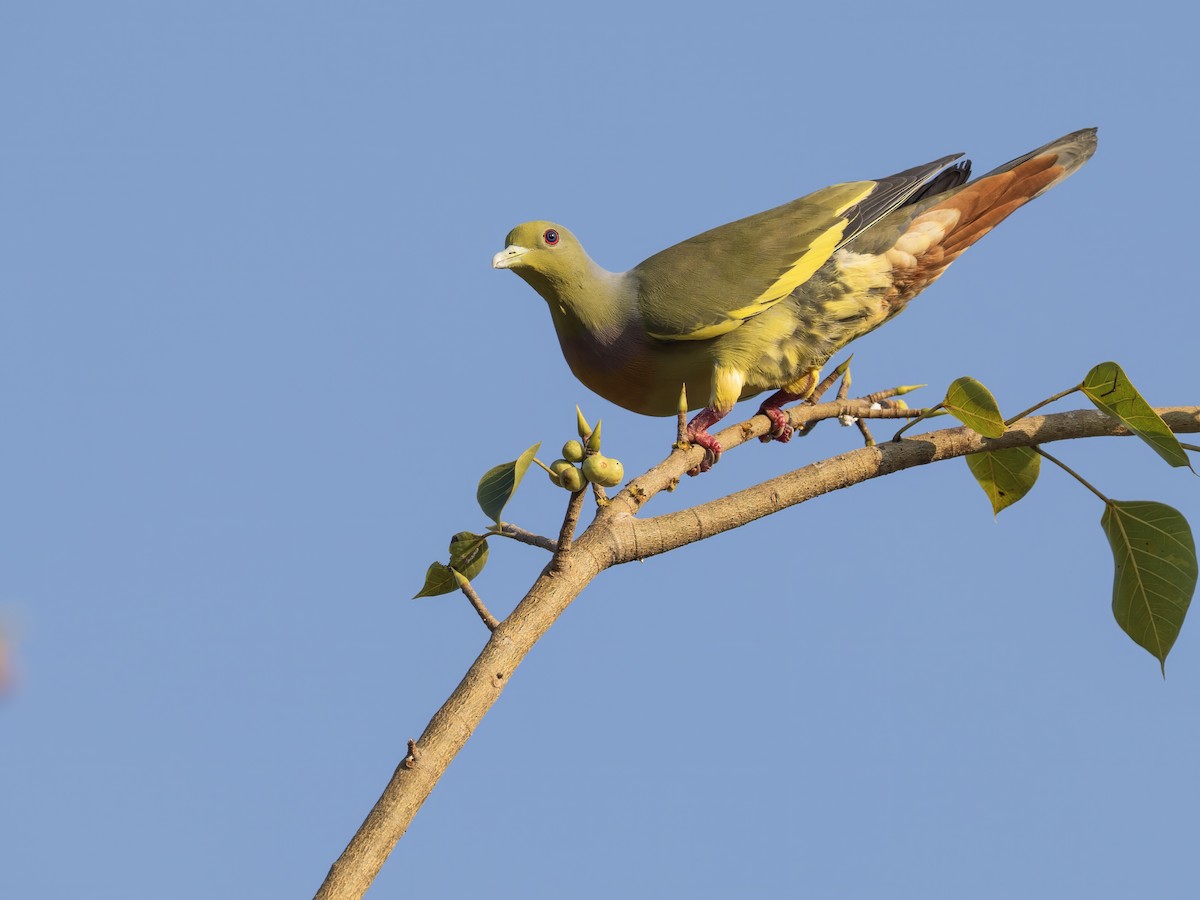 橙胸綠鳩 - ML646778169