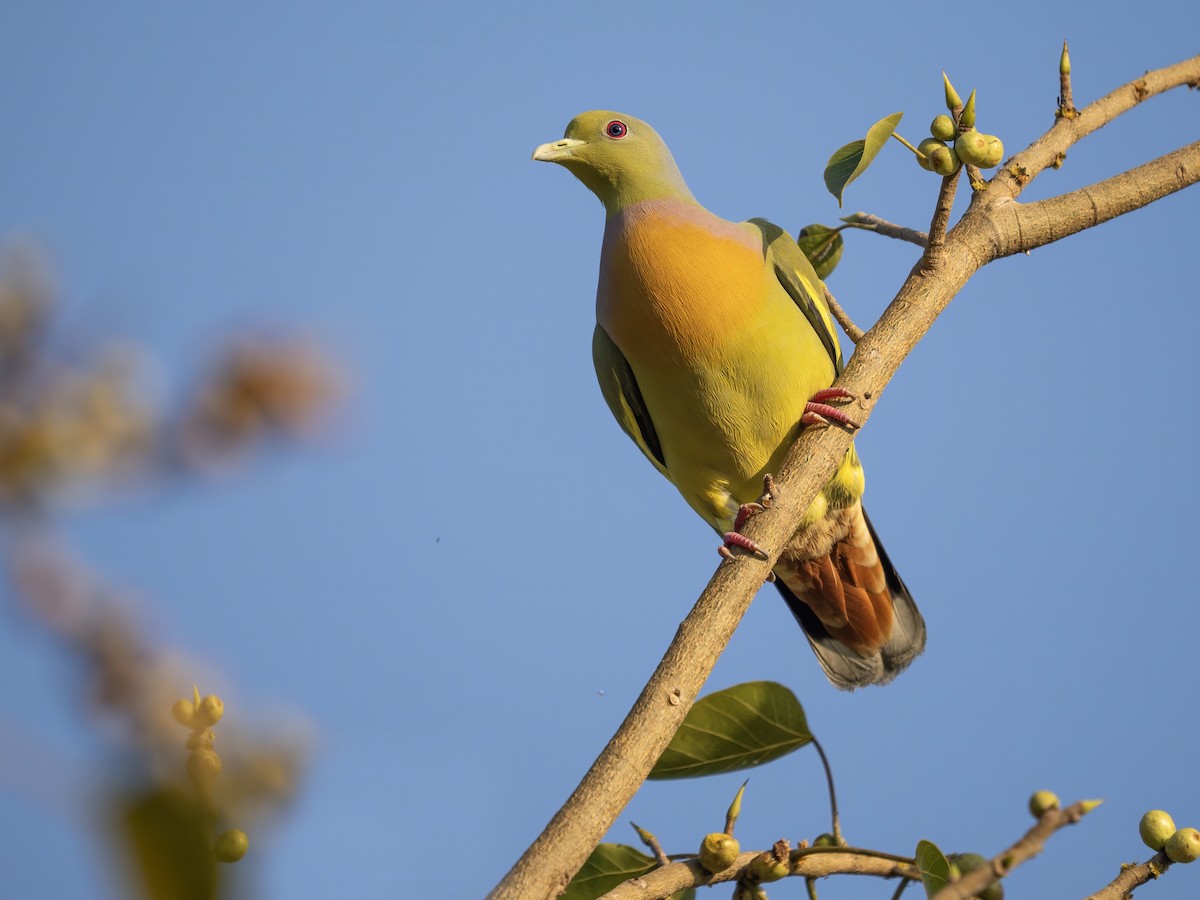 橙胸綠鳩 - ML646778170