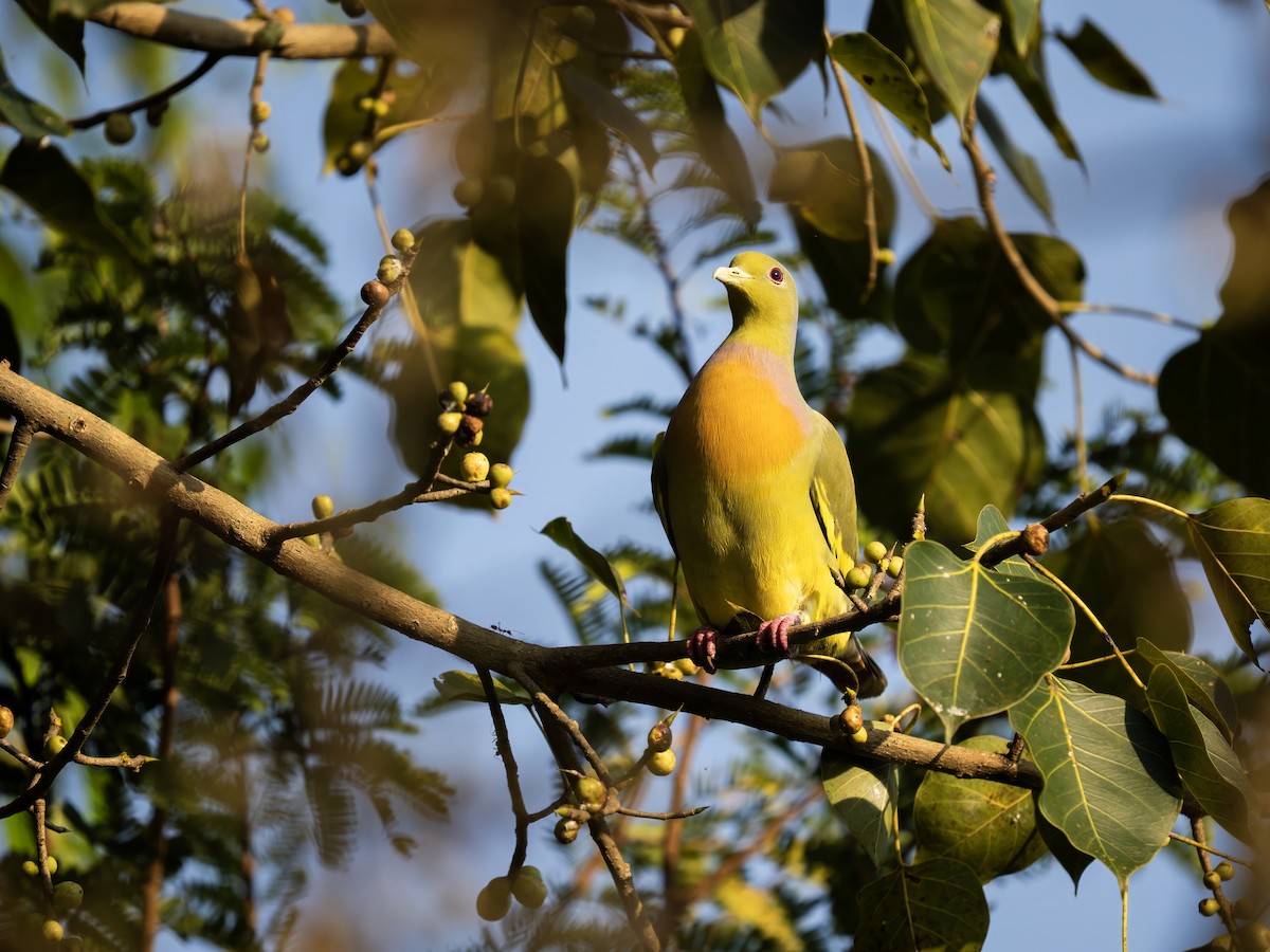 橙胸綠鳩 - ML646778173