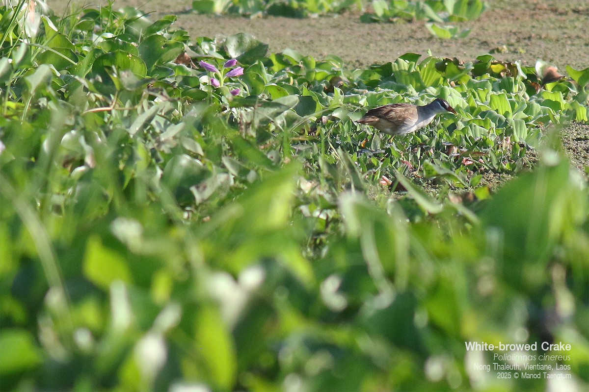 White-browed Crake - ML646778178