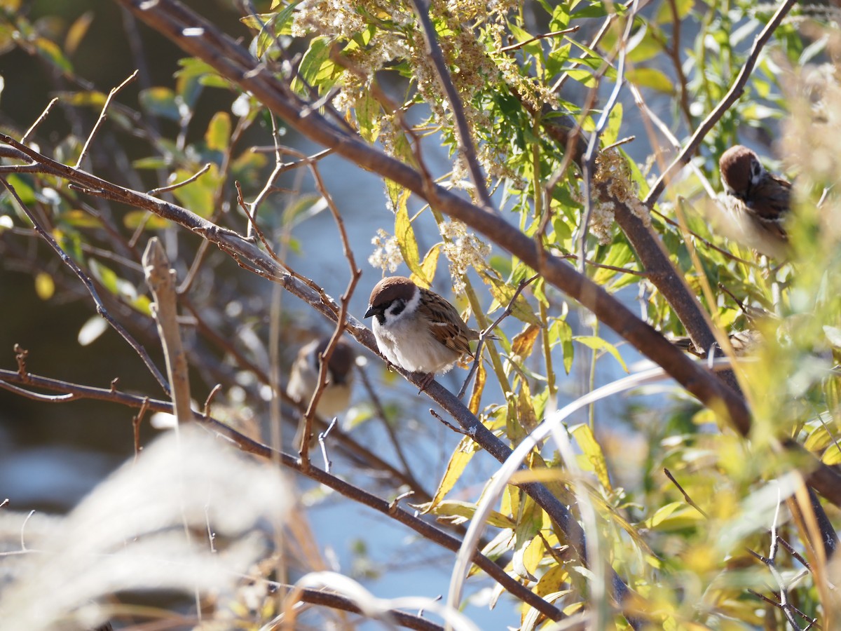 Gorrión Molinero - ML646778180