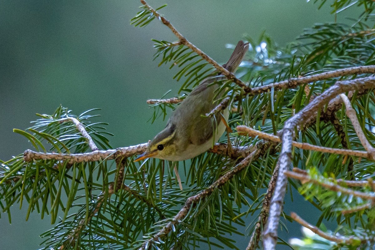 Western Crowned Warbler - ML646778182