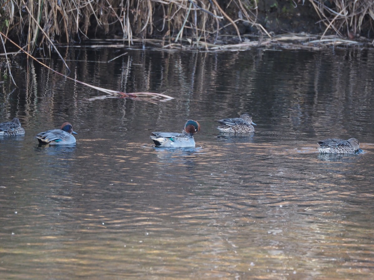 Green-winged Teal - ML646778186