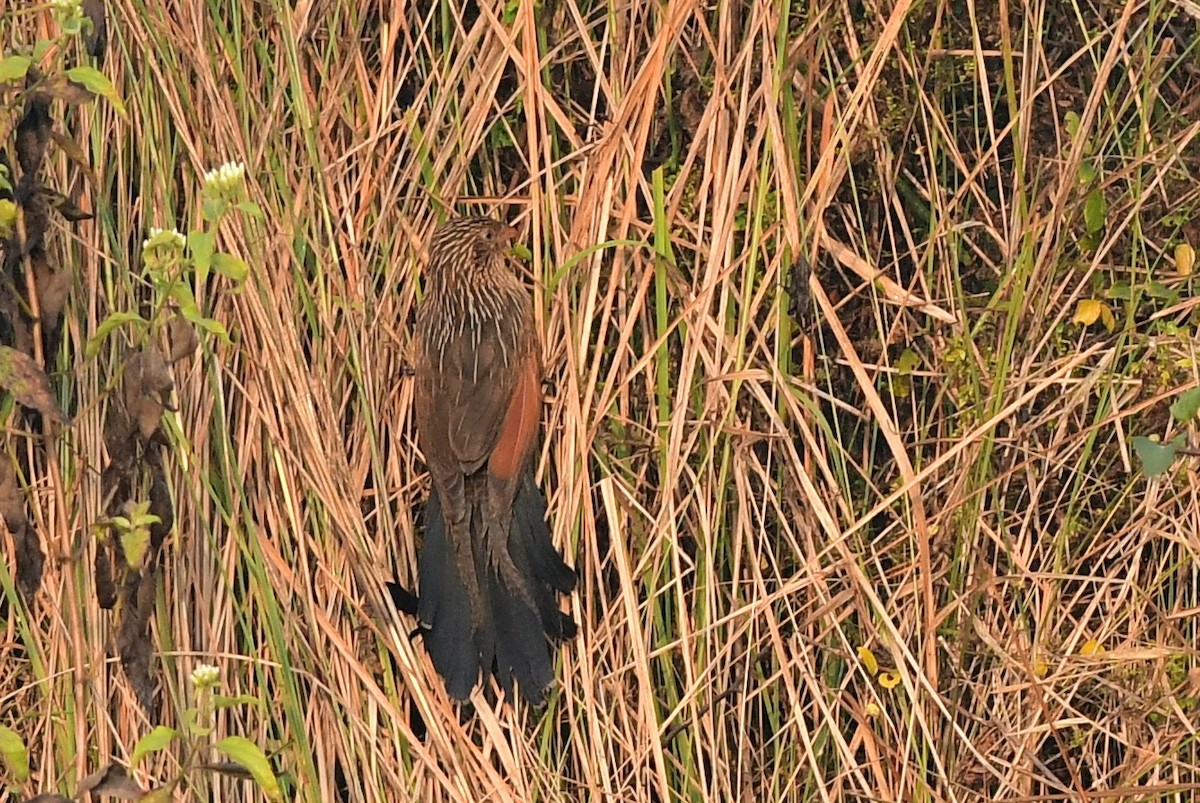 Lesser Coucal - ML646778187