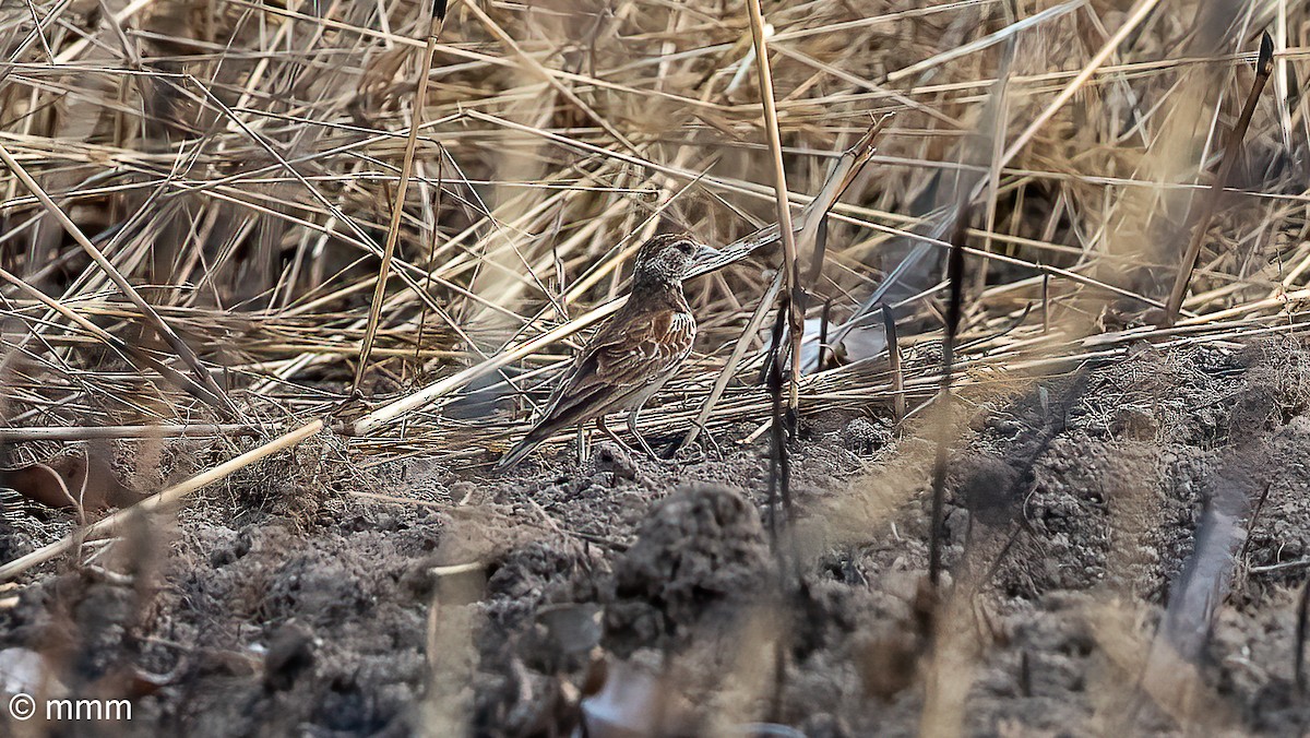 Chestnut-backed Sparrow-Lark - ML646778189